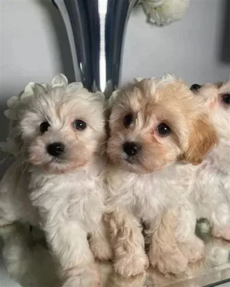 favorite this post Sep 30. . Puppies for sale modesto